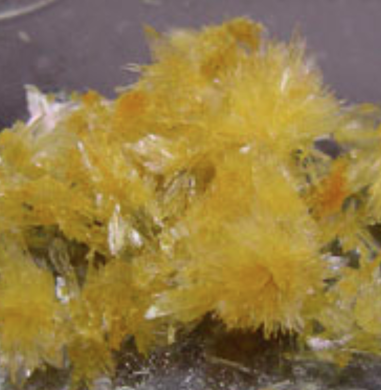Mimosa DMT